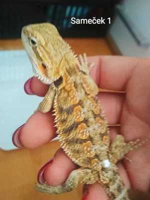 Agama vousatá - mláďata