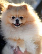 Pomeranian - ke krytí