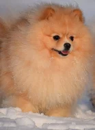 Pomeranian - ke krytí