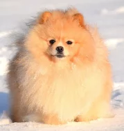 Pomeranian - ke krytí