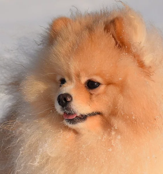 Pomeranian - ke krytí