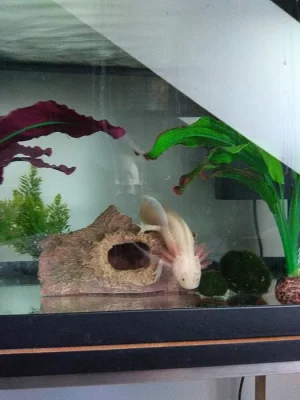 Daruji axolotla do dobrých rukou.