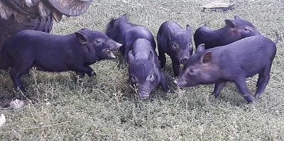 vietnamské prase - sele