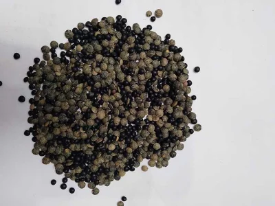 Krmná surovina -  Čočka Beluga + zelená