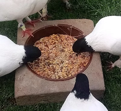 Krmná směs z luštěnin a obilovin - levně