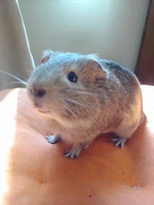 Hladkosrsté morčátko