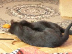 Kočička a kocourek