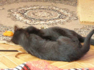 Kočička a kocourek