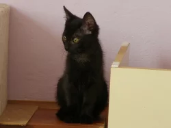 Kočička a kocourek