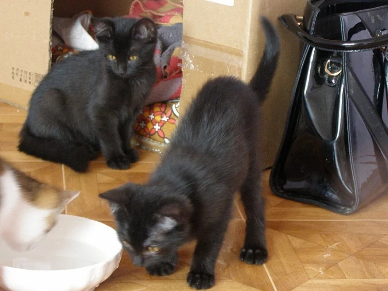 Kočička a kocourek