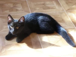 Kočička a kocourek