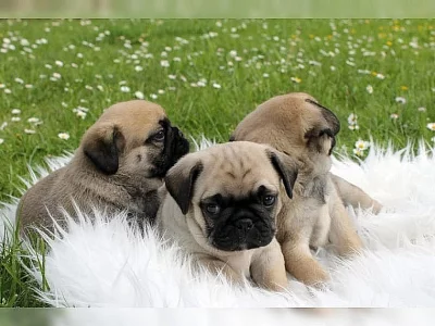 Mops štěňata, zdravá a s doklady