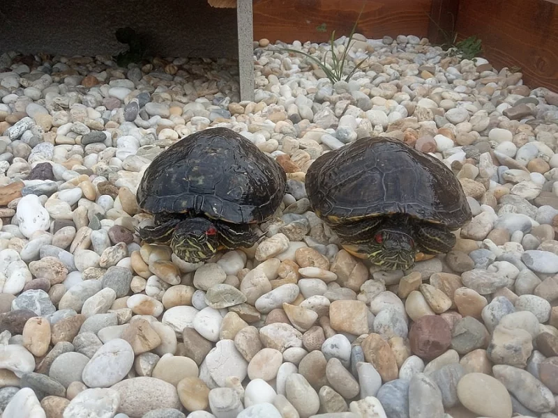 Želva nádherná - samička a sameček