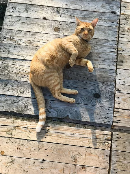 Kocourek Karlos, matka mainská mývalí, daruji.