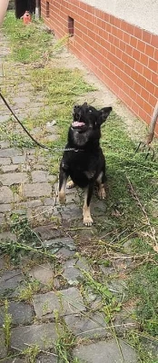 Ron hledá nový domov