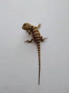 Agama vousatá