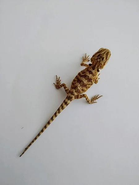 Agama vousatá