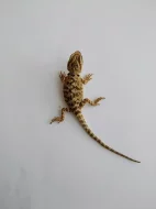 Agama vousatá