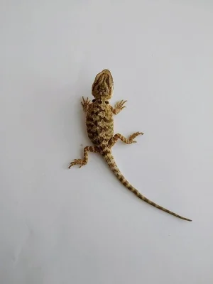 Agama vousatá