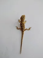 Agama vousatá