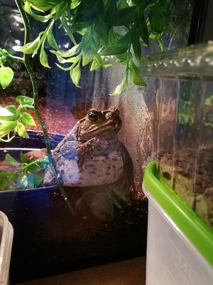 Bufo marinus