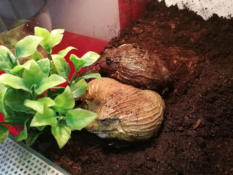 Pyxicephalus adspersus