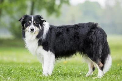 chovný pse border collie ke krytí