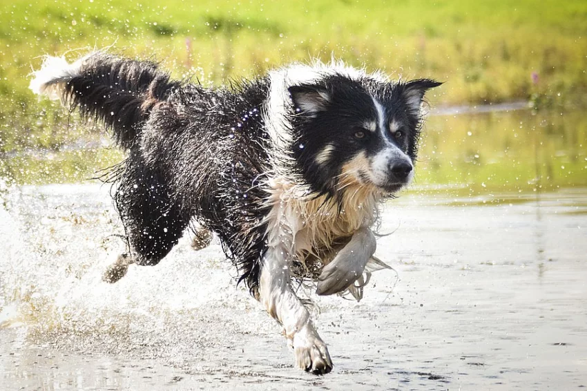 chovný pse border collie ke krytí