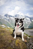 chovný pse border collie ke krytí