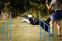 chovný pse border collie ke krytí