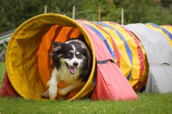 chovný pse border collie ke krytí