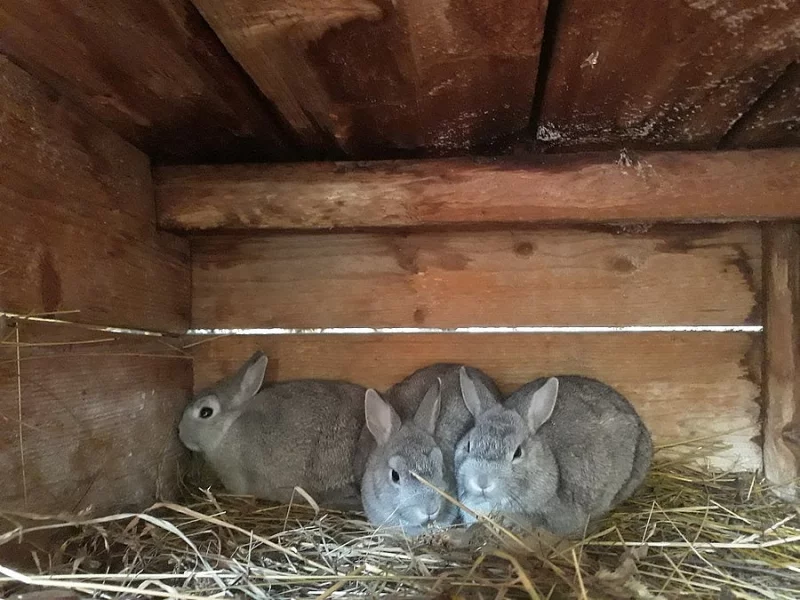 Prodám mláďata teddy králíčka zkřížená se zakrslým králíkem