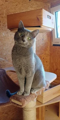 Ruská modrá kočka