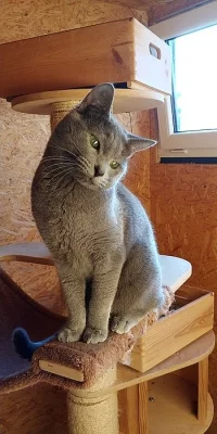 Ruská modrá kočka