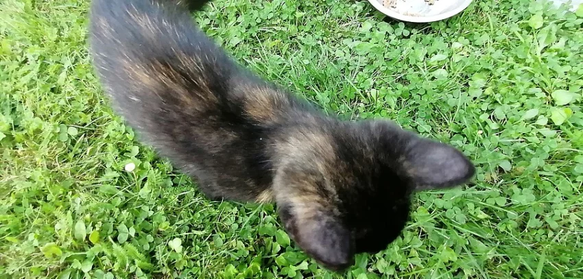 Nabízím roztomilé kotě