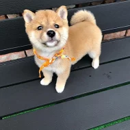 Štěňata Shiba inu jsou k dispozici na prodej.