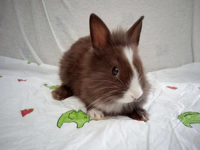 Zakrslý králíčci k odběru ❤️holky a klucí