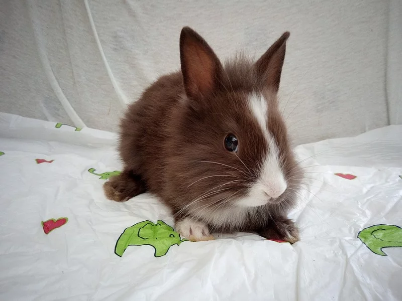 Zakrslý králíčci k odběru ❤️holky a klucí