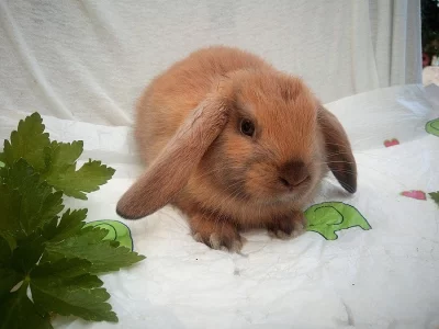 ❤️ zakrslý králíčci Beránci již k odběru