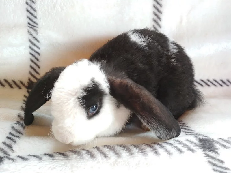 Zakrslý beránek rex