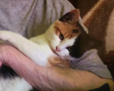 DARUJI TŘÍBAREVNOU KOČIČKU