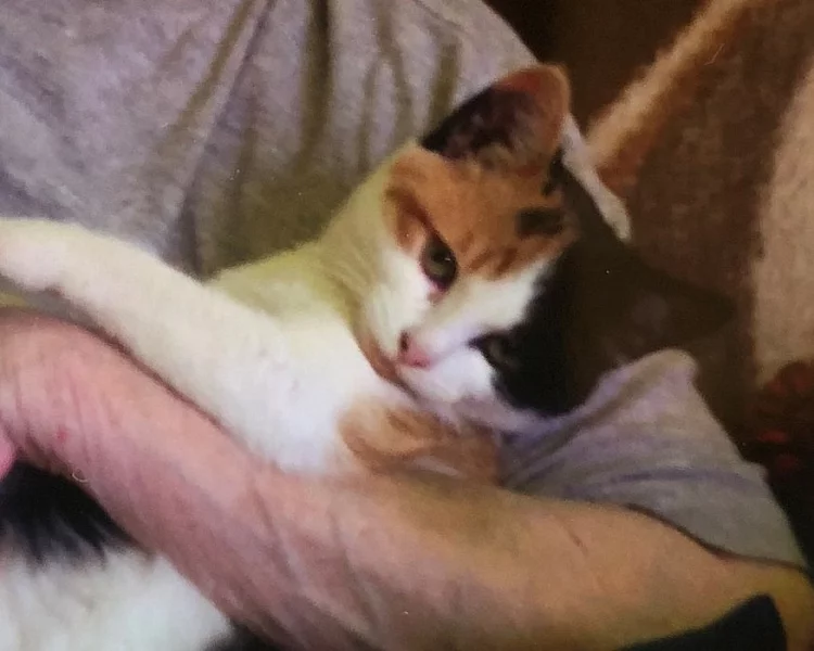 DARUJI TŘÍBAREVNOU KOČIČKU