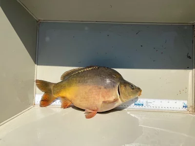 Nabídka ryb z podzimních výlovů
