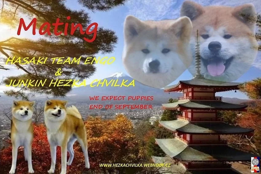 Akita Inu