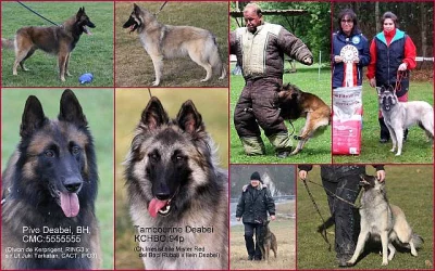 Belgický ovčák tervueren štěňata s PP