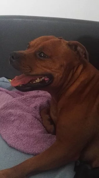 Předběžné rezervace