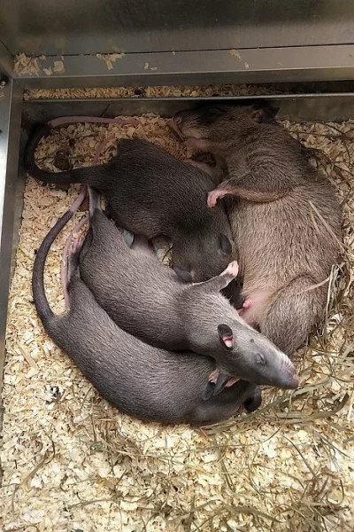 Gambian rat - Krysa obrovská