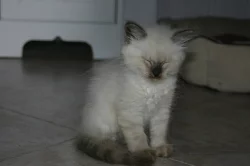 Koťátko Něvské Maškárady