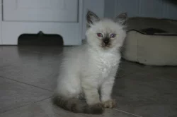 Koťátko Něvské Maškárady