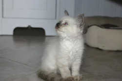 Koťátko Něvské Maškárady